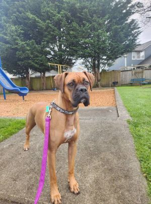 Georgia 2 YO 55 Pounds Dog Savy Kid  Dog Friendly Crate  Leash Trained Fostered in Monroe WA Hi