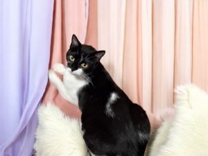 Sallie, Young Female Domestic Short Hair