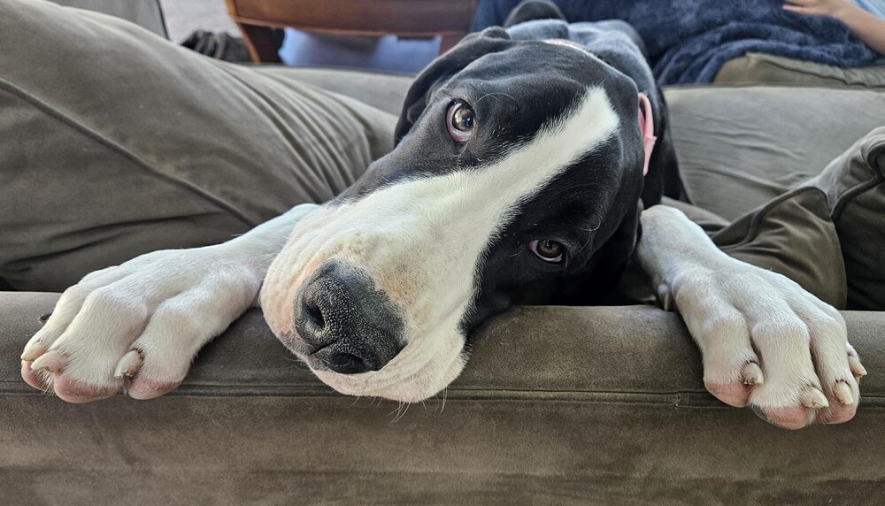 Jovie