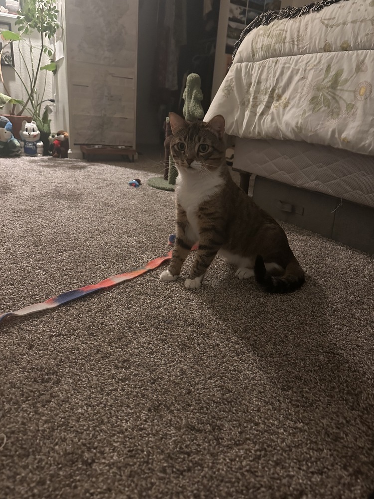 Pipet, an adoptable Domestic Short Hair in Fort collins, CO, 80526 | Photo Image 2