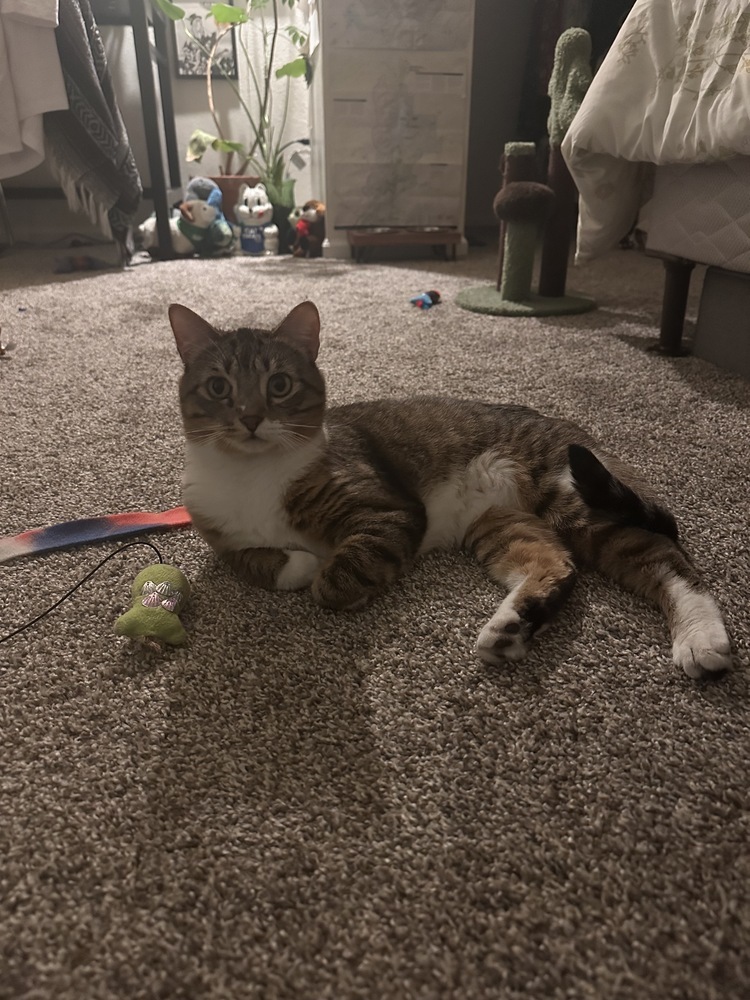 Pipet, an adoptable Domestic Short Hair in Fort collins, CO, 80526 | Photo Image 3