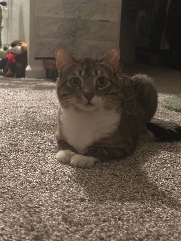 Pipet, an adoptable Domestic Short Hair in Fort collins, CO, 80526 | Photo Image 4