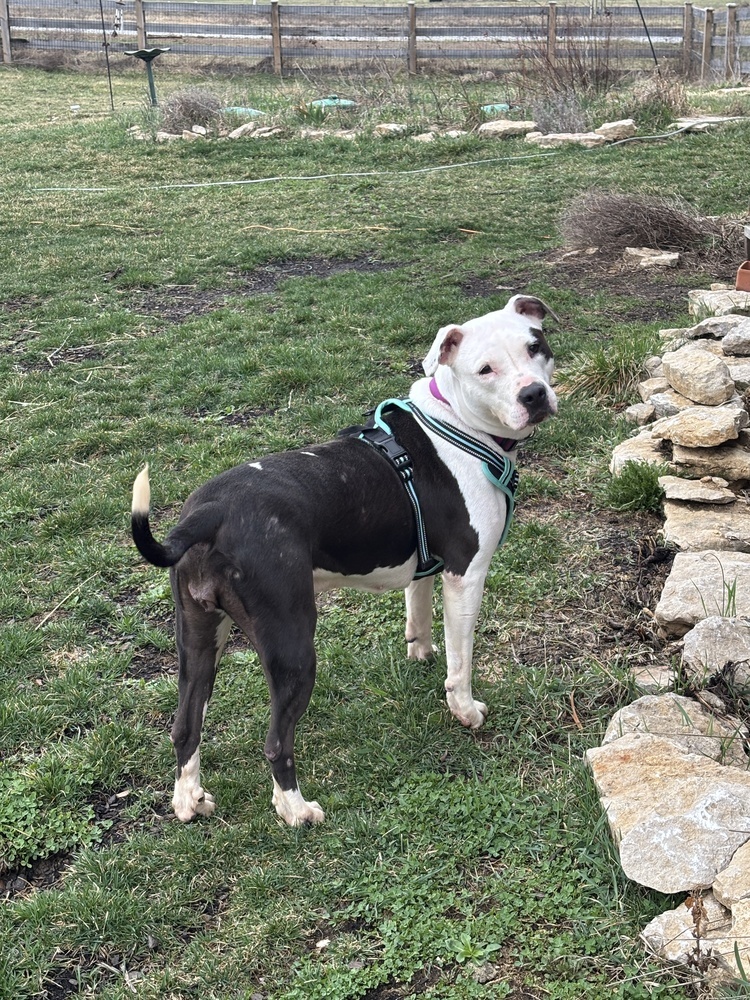 Penelope