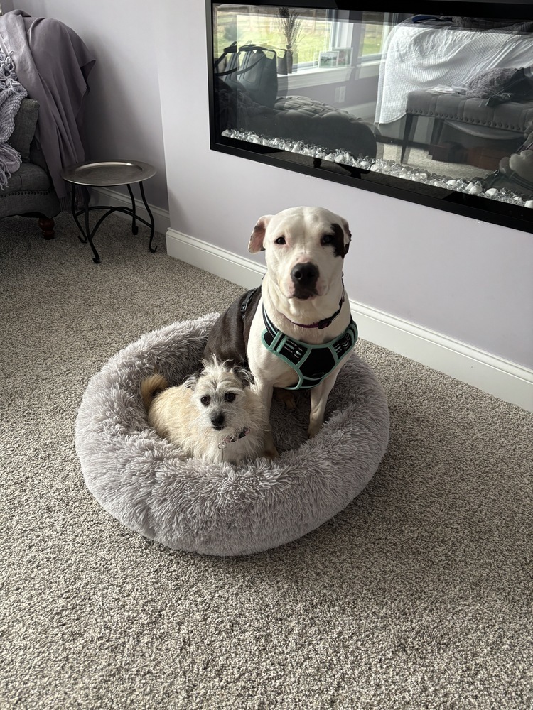 Penelope