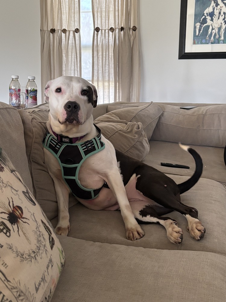 Penelope