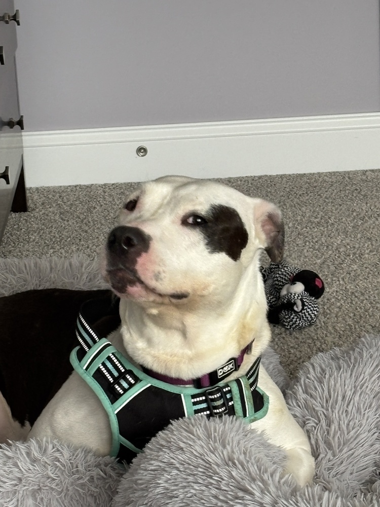 Penelope