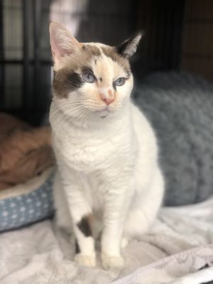 Tenderhearted Tabatha, Senior Female Siamese