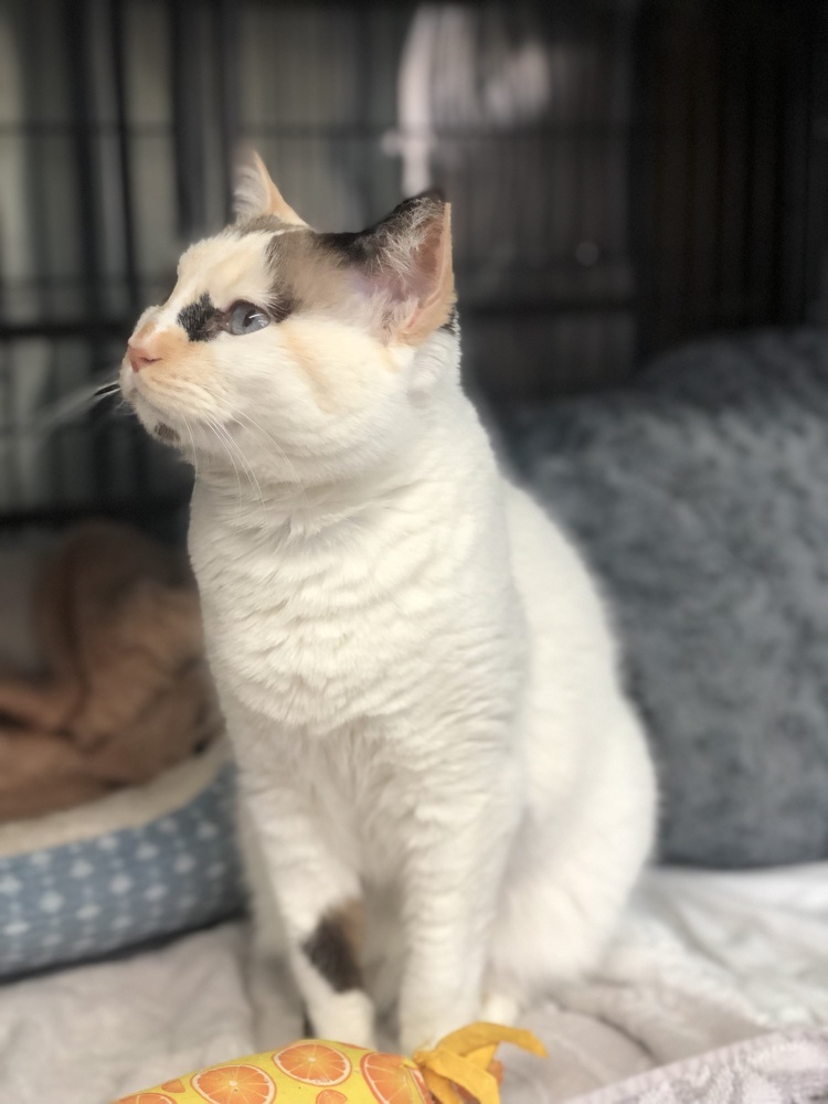 Tenderhearted Tabatha