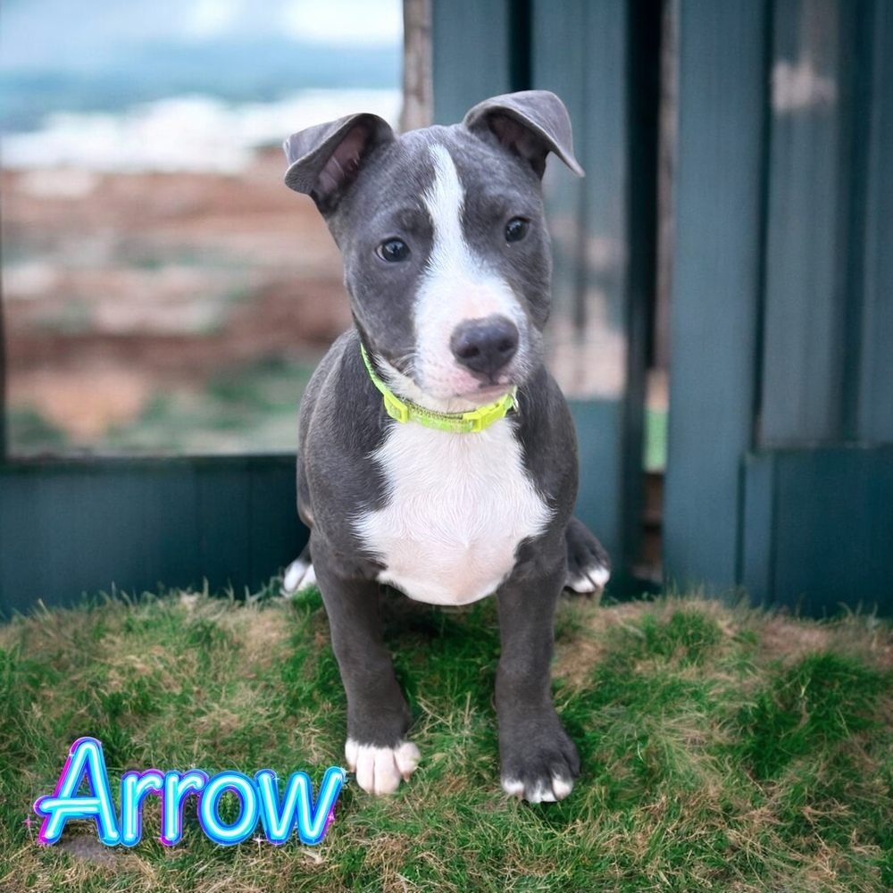 Arrow - Potts Camp litter