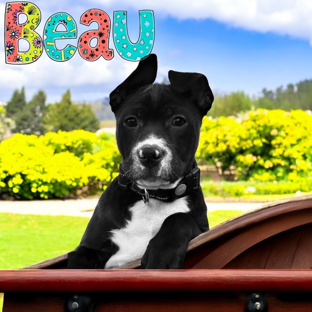 Beau - Potts Camp litter
