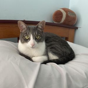 Devi is a really sweet cat who unfortunately needed to be given up for adoption when their owner bec