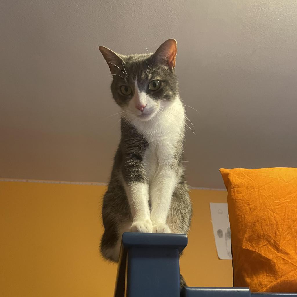Devi