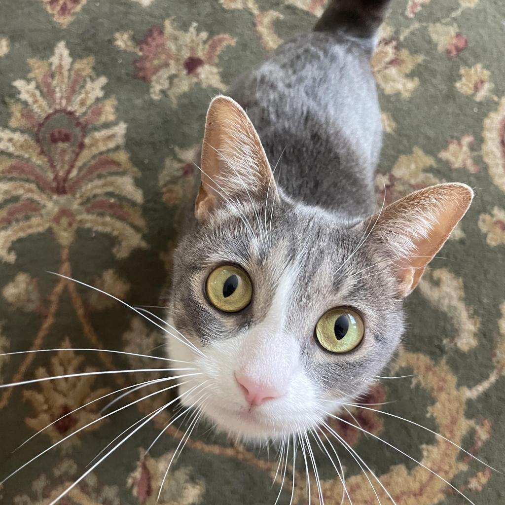 Devi