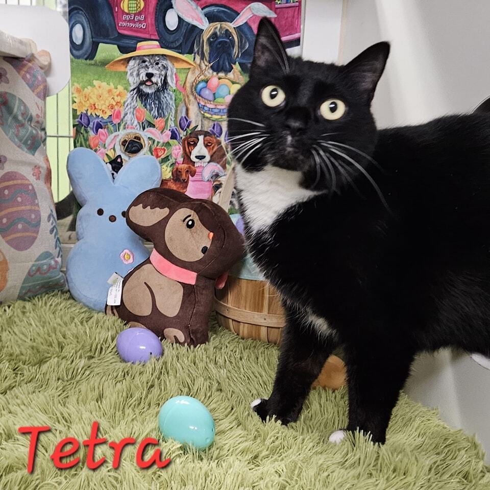 Tetra