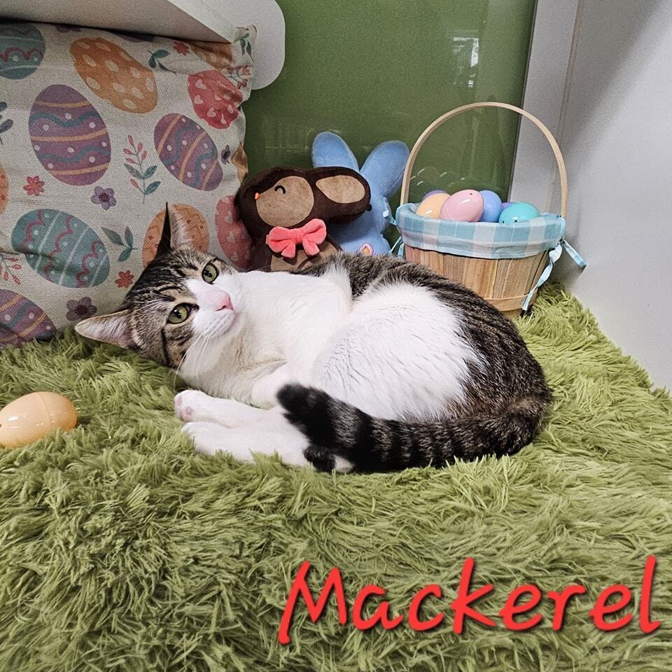 Mackerel