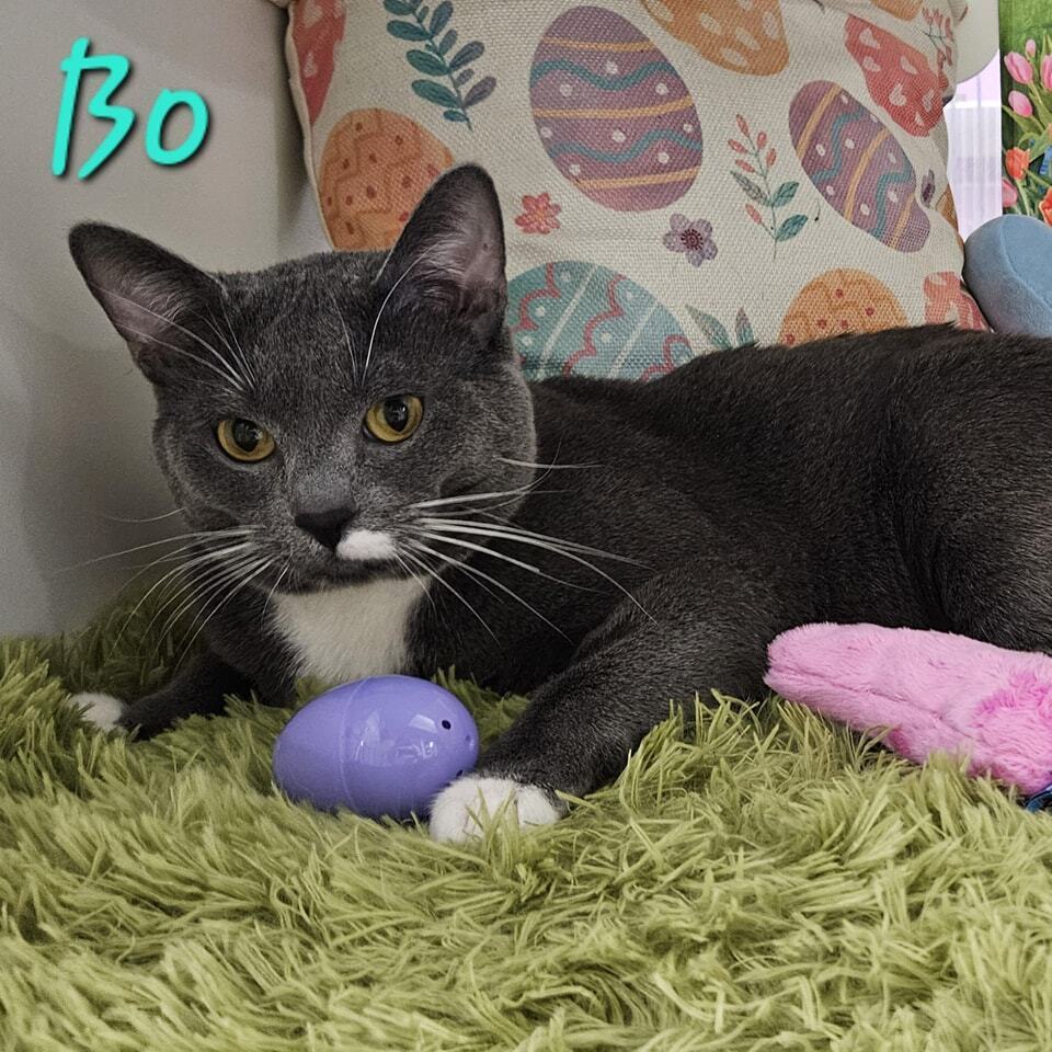 Bo