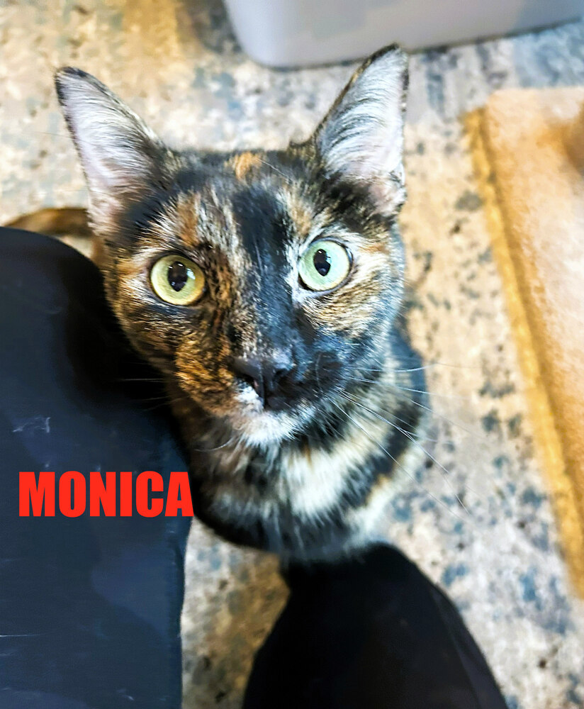 Monica