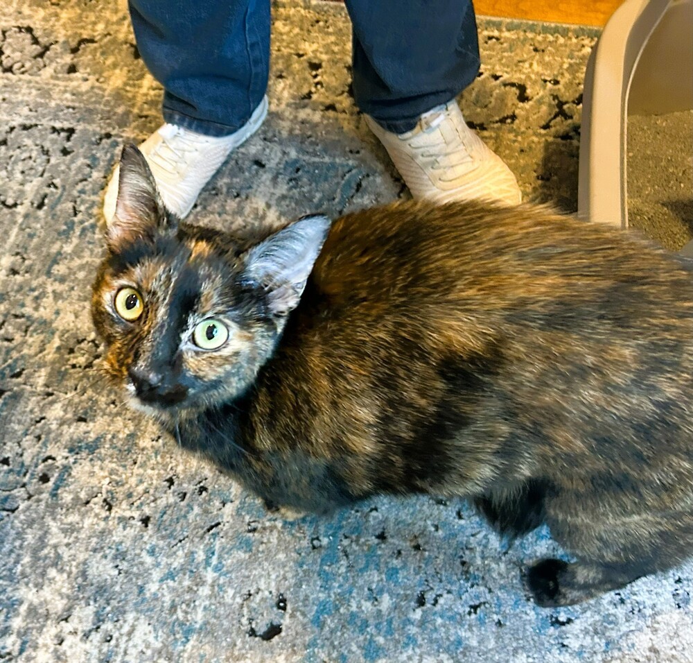 Monica