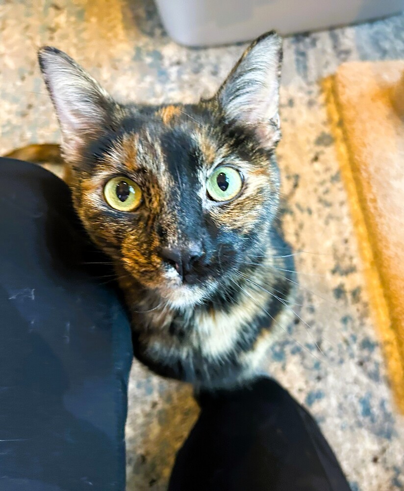 Monica
