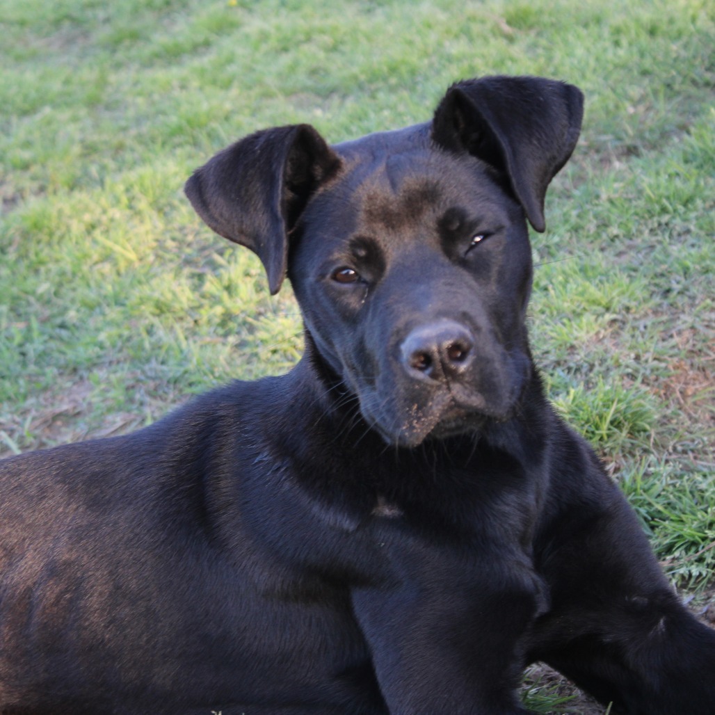 Bella DPCF-006280-032825