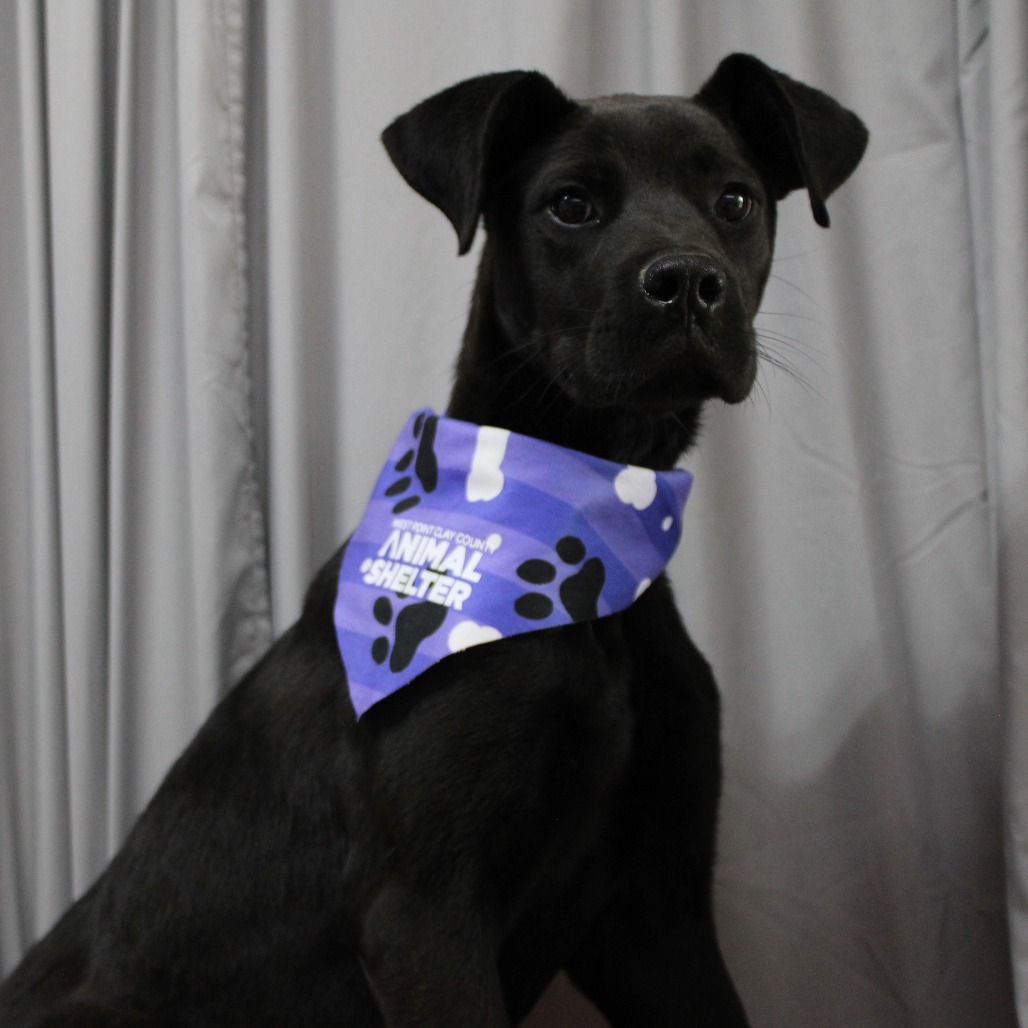 Bella DPCF-006280-032825