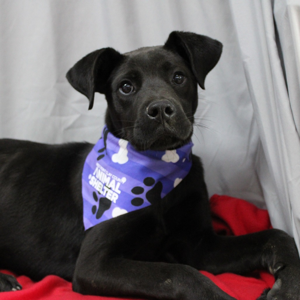 Bella DPCF-006280-032825