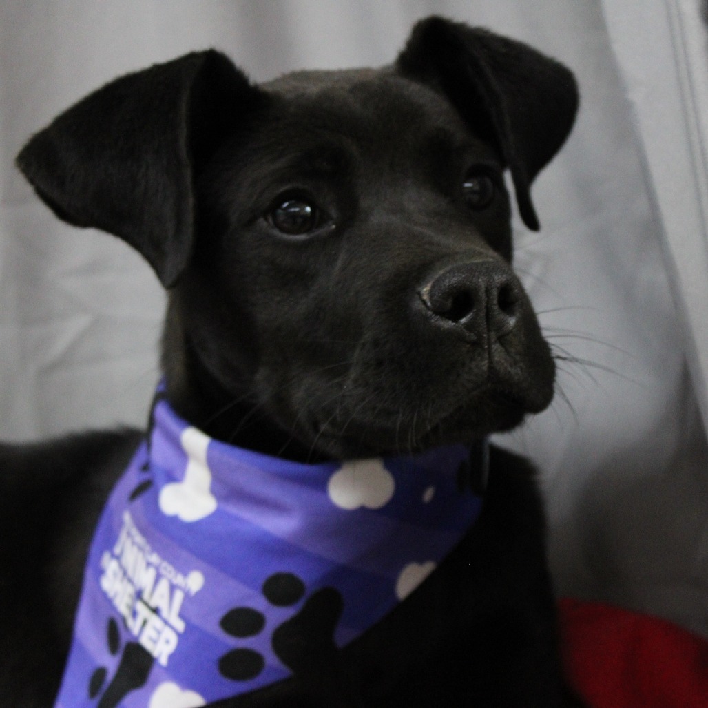 Bella DPCF-006280-032825