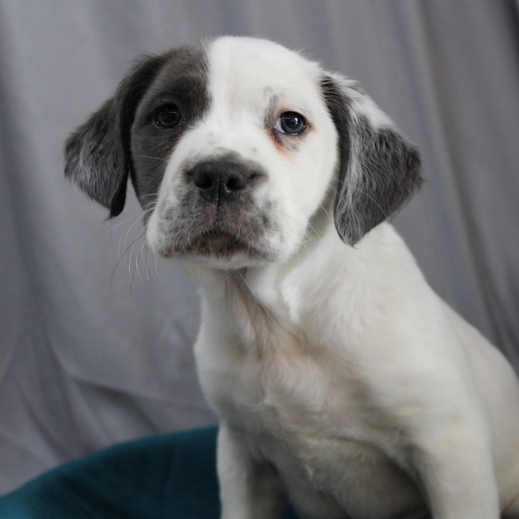 Tia DPCF-006246-032125