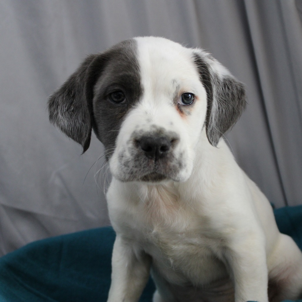 Tia DPCF-006246-032125