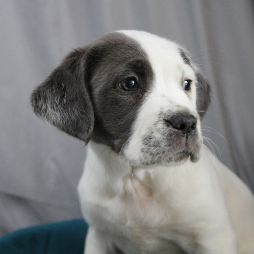 Tia DPCF-006246-032125