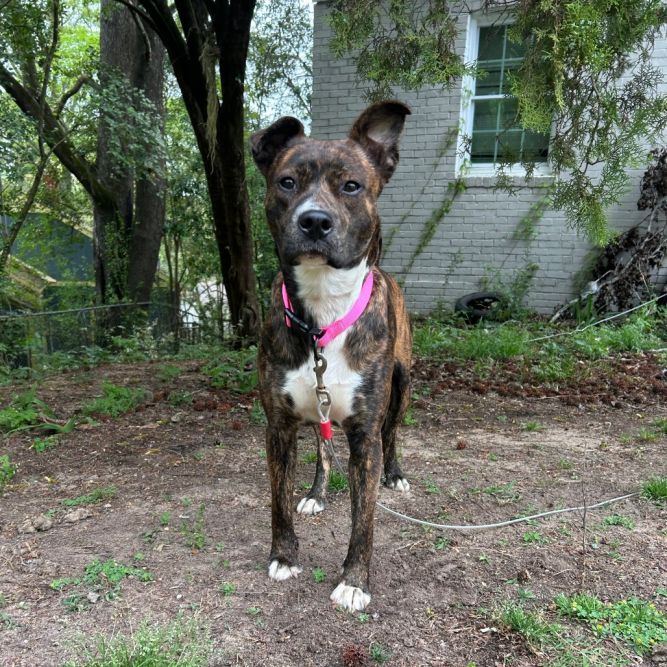 Georgia