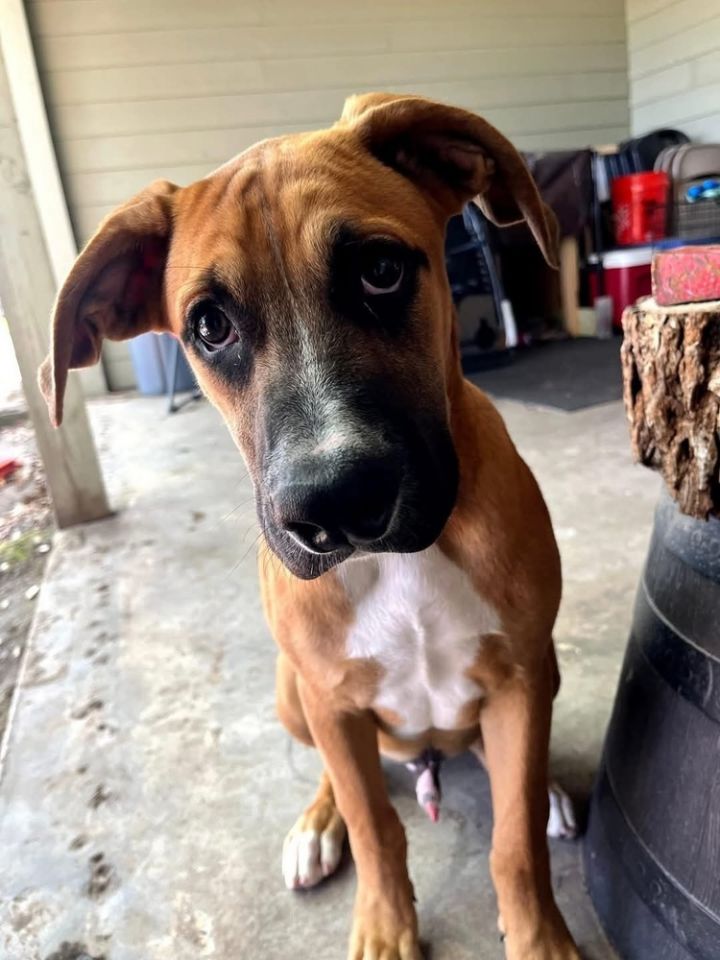Dexter 1