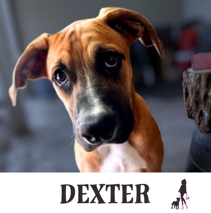 Dexter 2