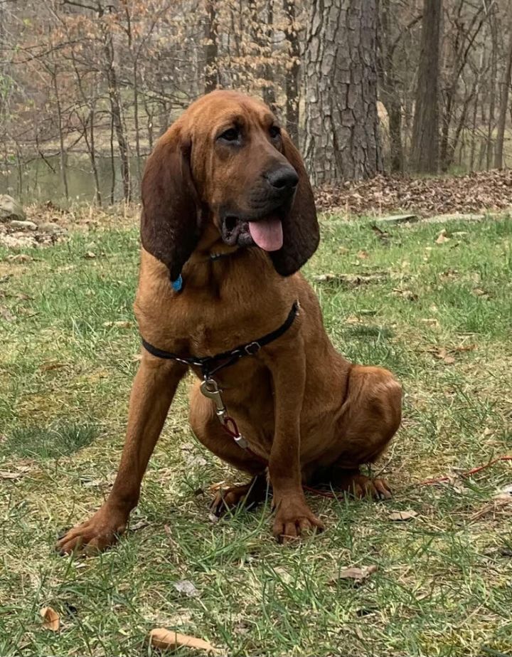 Boone 2