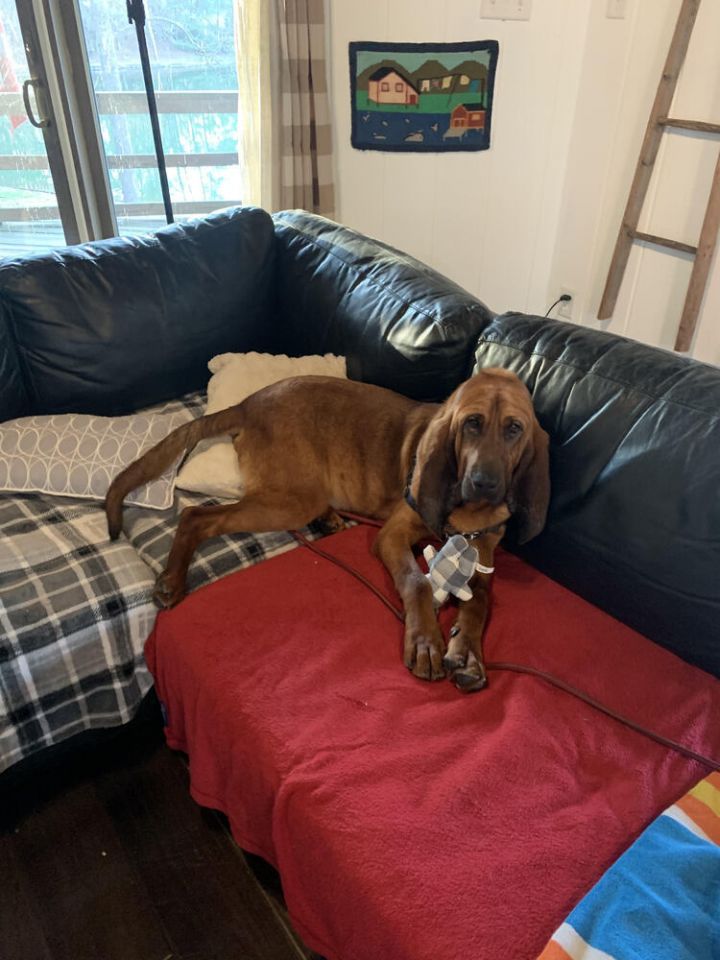 Boone 4