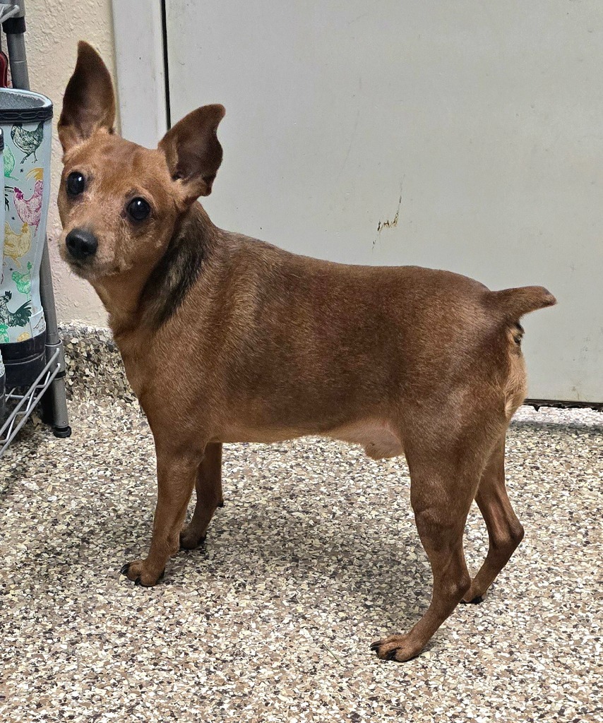 Duke, an adoptable Miniature Pinscher in Pratt, KS, 67124 | Photo Image 1