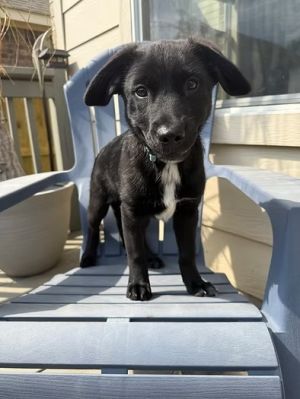 Elliott
