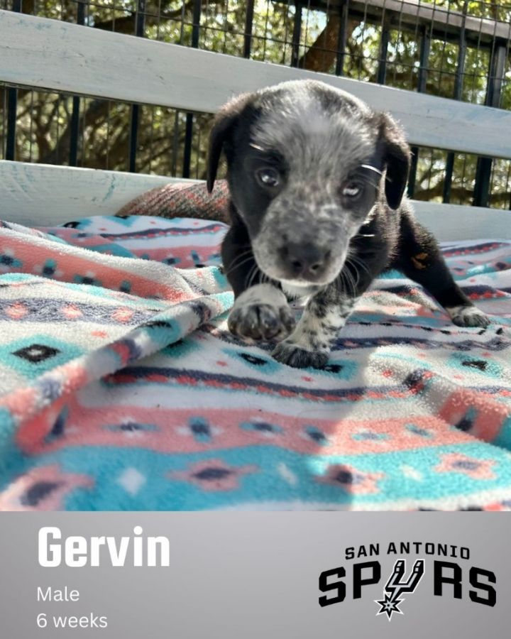 Gervin 2