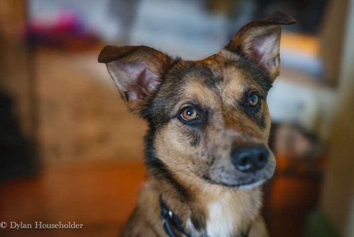 Rusty the Radiant 1