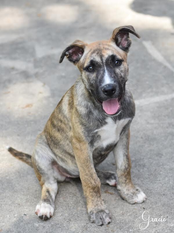 Gracie (Montgomery Puppies) 1