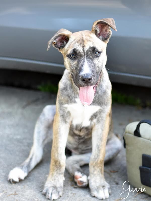 Gracie (Montgomery Puppies) 2
