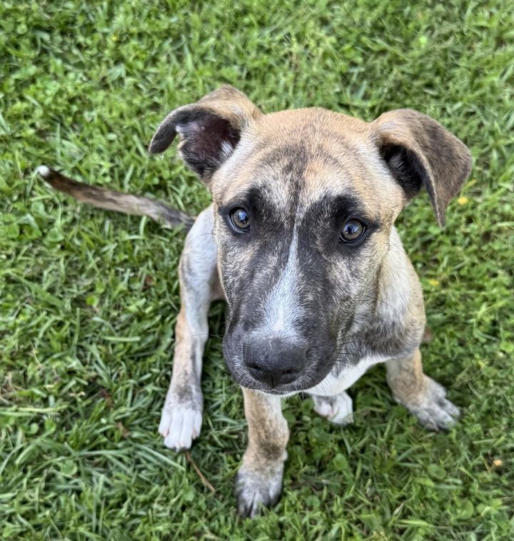 Gracie (Montgomery Puppies) 3