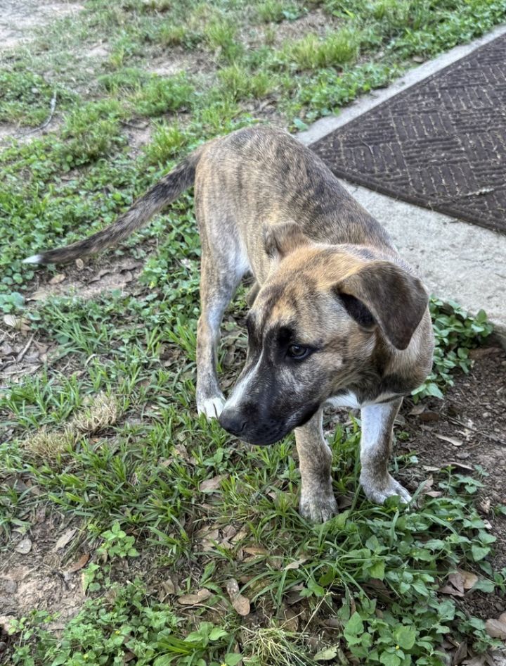 Gracie (Montgomery Puppies) 6