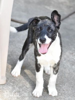Dakota (Montgomery Puppies)