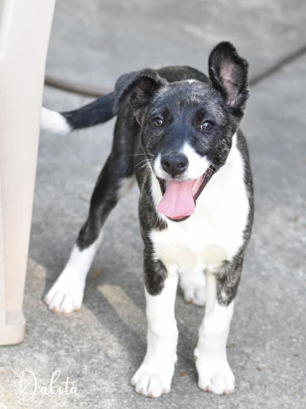 Dakota (Montgomery Puppies) 1