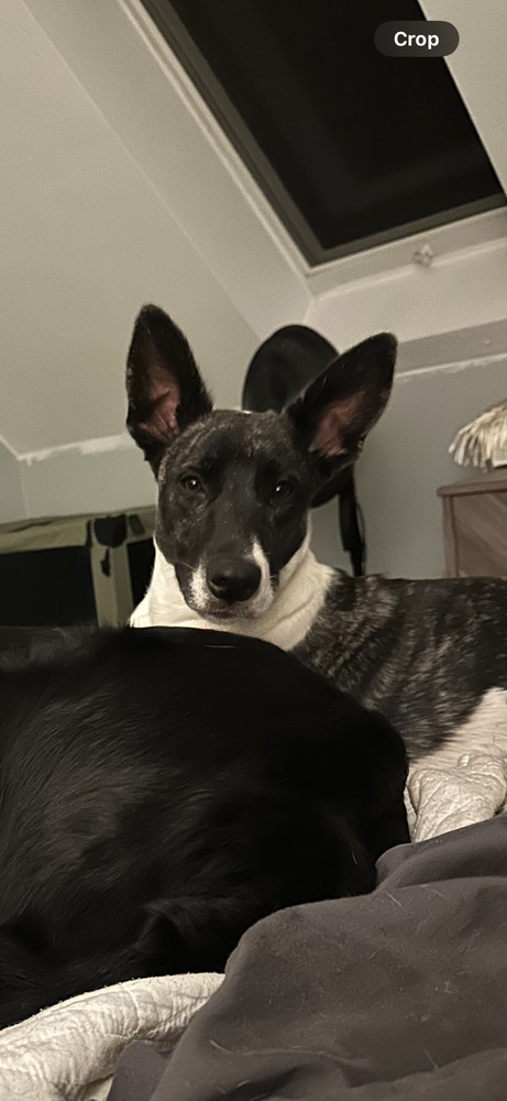 Dakota (Montgomery Puppies)