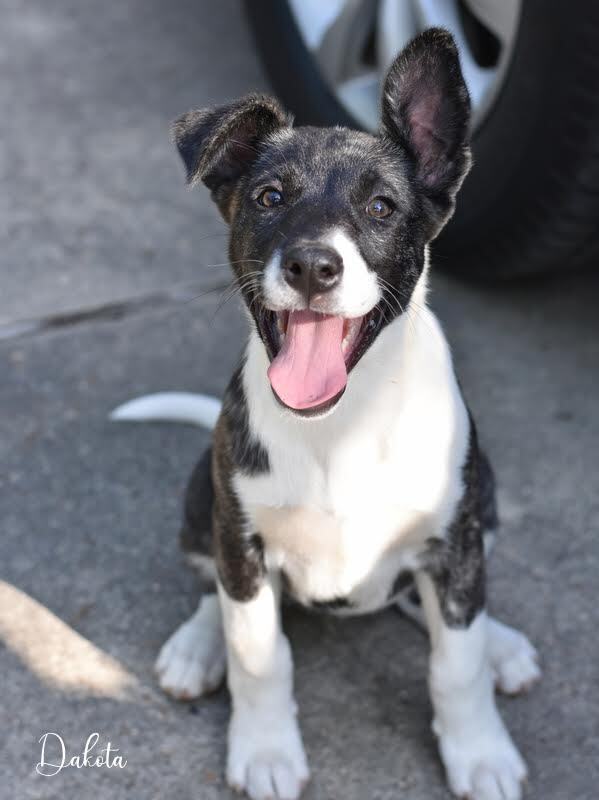 Dakota (Montgomery Puppies) 2