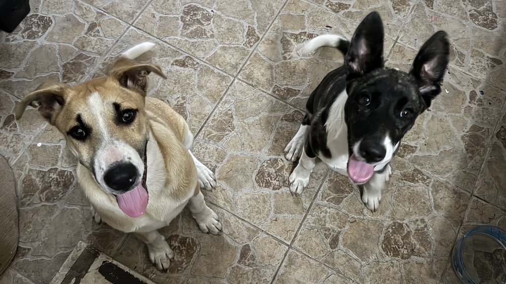 Dakota (Montgomery Puppies)