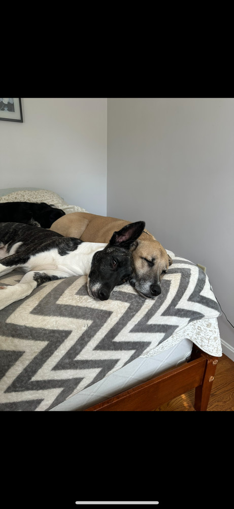 Dakota (Montgomery Puppies)