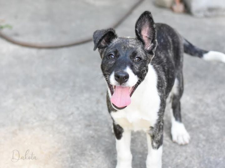 Dakota (Montgomery Puppies) 3